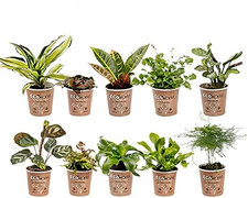 Mini Zimmerpflanzen & Farne