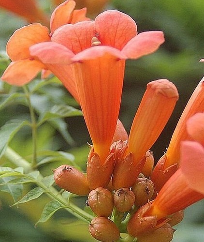 Samen blumen wiese - samen, winterharte