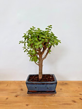 Zimmerbonsai Bonsai Jadebaum Portulacaria Afra wasserspeichernd Anfänger Nr 5237