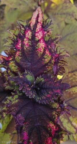 Seltene buntnessel - buntnessel, (coleus)