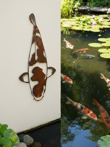 Koi edelrost kohaku - edelrost, 30