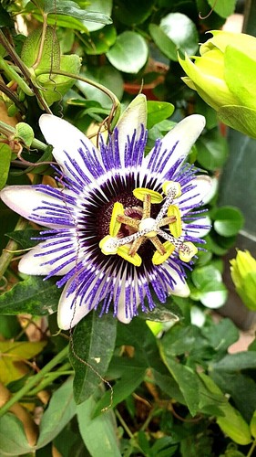 Maracuja blaue passionsblume - maracuja,