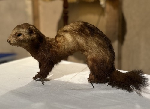Tierpräparat iltis marder - tierpräparat, iltis,