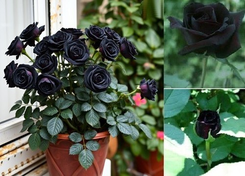 Winterharte schwarze rose - 2, schwarze-rose