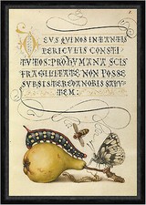 Fly, Caterpillar, Pear, and