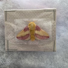 Rosenahornmotte Dryocampa