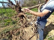 sonderangebot: XXXL Paulownia*