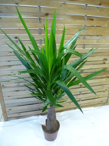 Palmenlager yucca - [palmenlager],