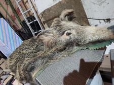 Wildschweinteppich mit Kopf