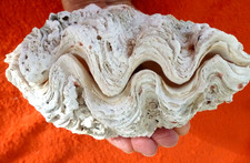 XXL Tridacna 693g !  Maxi