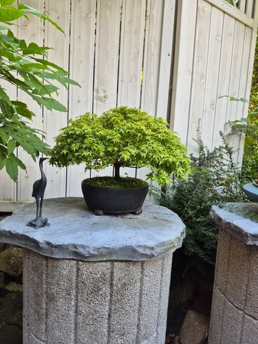 Bonsai acer palmatum kyohime - palmatum,