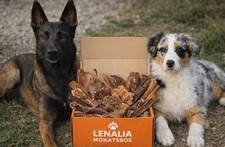 Welpen komplettpaket rind 30 - welpen,