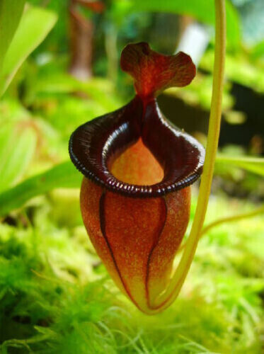 Nepenthes jacquelineae - nepenthes, –