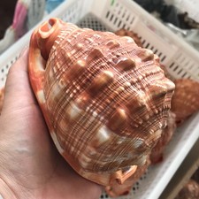 1pcs Natürlich Bull Mund Helm