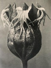 1929 Karl Blossfeldt Druck -