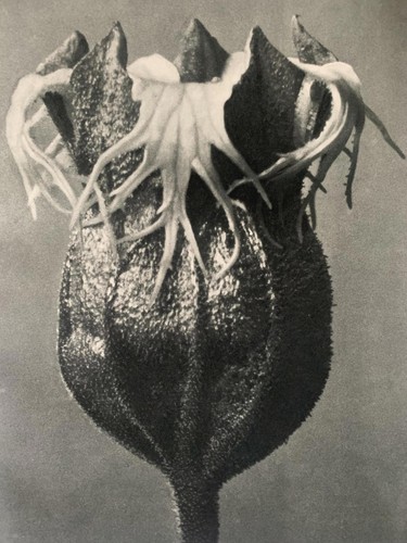 1929 karl blossfeldt druck - blossfeldt,