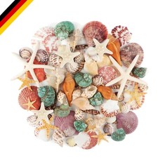 Meeresmuscheln Set 70 Stück