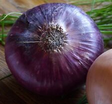 500 Samen Zwiebel Red Amposta alte traditionelle Sorte