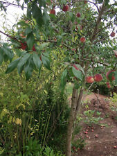 Sukkulenter Obstbaum : Pfirsichbaum : Set Stecklinge & Bewurzelungs-Pulver.. *