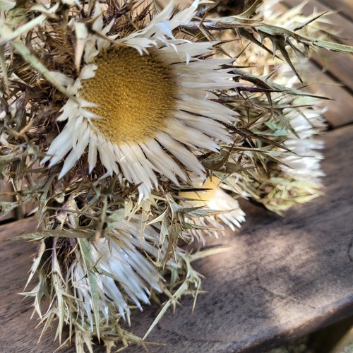 Getrocknete blüten 6 - 4,