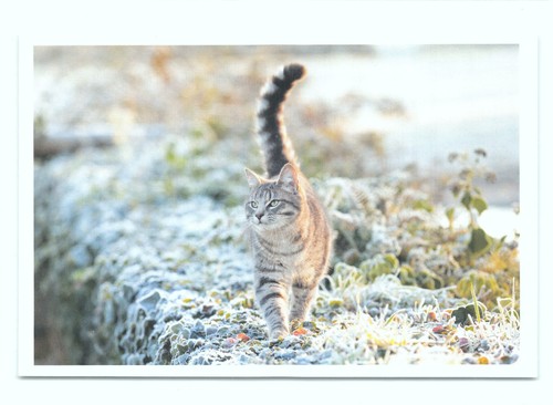 Postkarte katze neu - katze,
