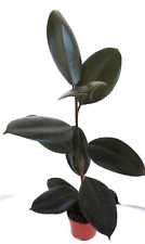 Gummibaum Ficus elastica
