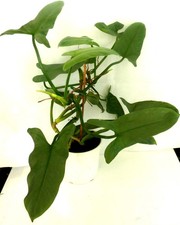 - Philodendron  Silver  Sword