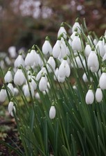 Galanthus arnott - 's., arnott'