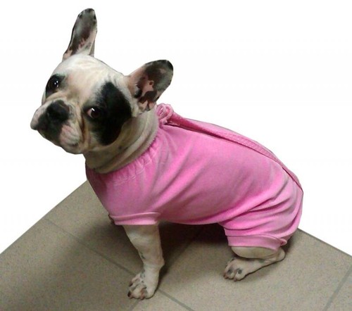 Hundebody hemd body - hundebody,op,