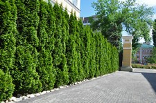 1st.Thuja Smaragd 120cm im