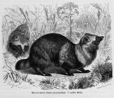MARDERHUND Nyctereutes procyonoides Tanuki Enok Holzstich von 1891 Waschbärhund