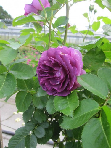 Rosa minerva - rosa, ®