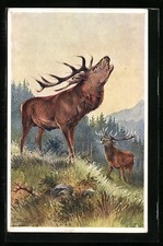 Künstler-AK V. Anderle: Hirsche in der Brunftzeit 