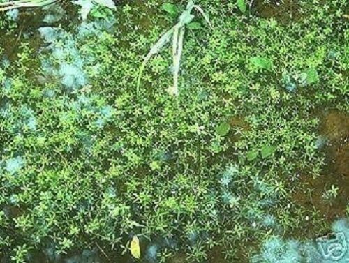 Wassersterne winterhart