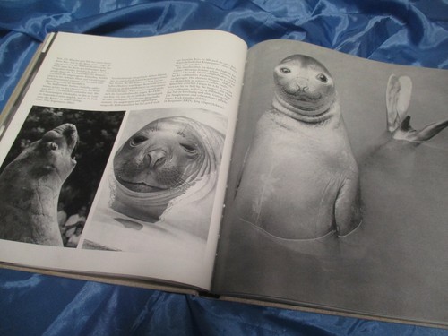 Zoo fotografie bildband - fotografie,