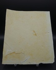 Schwimmkrebs unpräpariert