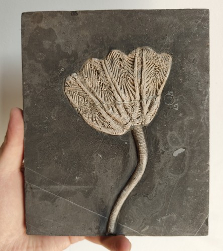 Großes seelilien fossil - großes,