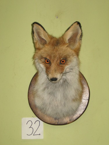 Fuchs kopf präparat - präparat, schild