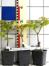 Acer shirasawanum"Aureum"       -   japanischer Goldahorn