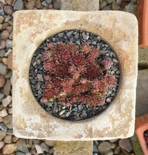 Sandsteintrog Trog Pflanztrog Gartendeko Steingarten Sempervivum Hauswurz Bonsai