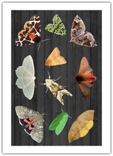 Wunderbare Motten Insekten Natur Tierwelt - Grußkarte Geburtstag Blanko Notizblatt