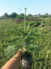 10st. Weisstanne Abies Alba 40-60cm Weisstannen Nadelgehölze im Topf