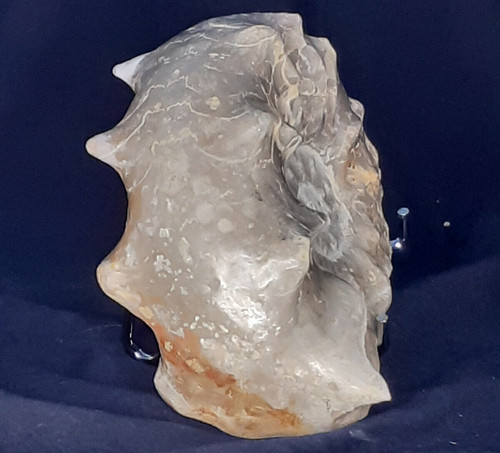 Ammonit ceratites spinosus - ceratites,