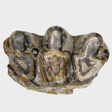 Fossil Gomphotherium