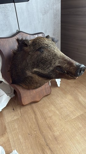 Wildschweinkopf tierpräparat - wildschweinkopf,