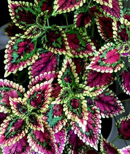 Coleus buntnessel neon - coleus,