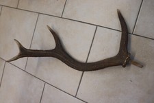 Abwurfstangen Geweihstangen Hirschhorn Hirschgeweih Geweih Horndekoration