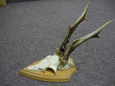 Geweih / Rehbock / Rehgeweih /