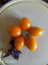   Tomatensamen " Piennolo des