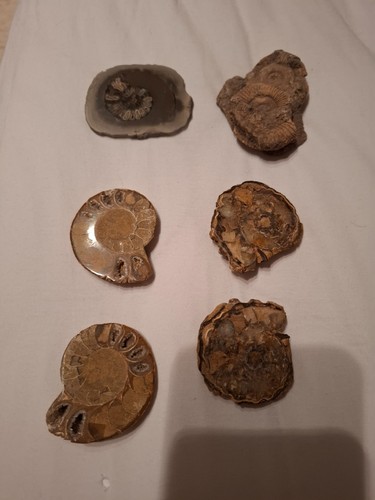 Ammonit fossil dactylioceras - fossil,